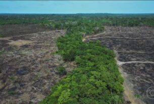 Licenciamento ambiental: governo sanciona a lei com 63 vetos
