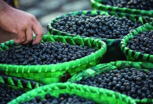 Ministro do Turismo diz que edital que vetou açaí e tucupi na COP de Belém será republicado com novas regras