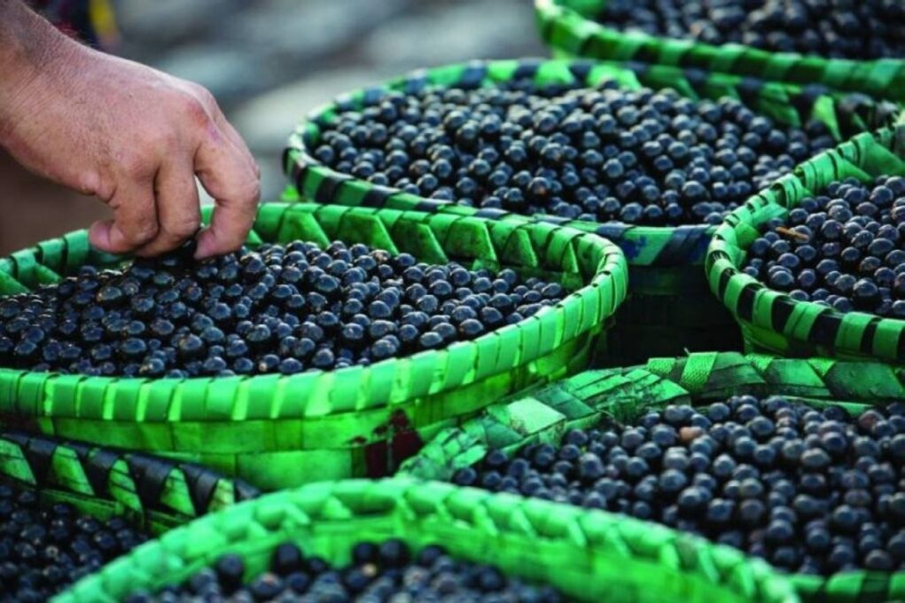 Ministro do Turismo diz que edital que vetou açaí e tucupi na COP de Belém será republicado com novas regras