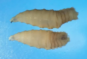Parasita carnívoro que 'ameaça' EUA é detectado pela 1ª vez em humano