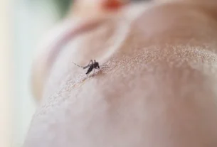 Saiba como prevenir e tratar picadas de mosquitos