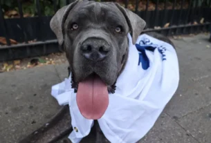 Tamanho do focinho afeta os anos de vida do seu cão