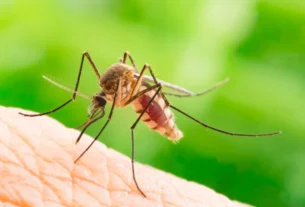 Chikungunya traz preocupações após uma década de presença no Brasil