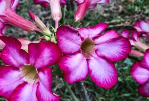 Hoje é Dia: início da primavera e datas ligadas à saúde são destaques