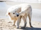 Onze hábitos estranhos que os cães têm (mas que são normais)