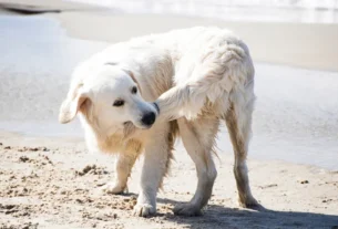 Onze hábitos estranhos que os cães têm (mas que são normais)