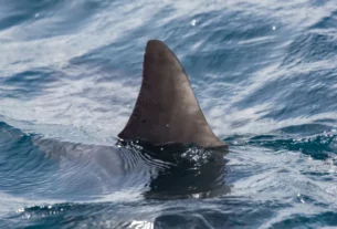 Surfista morre após ataque de tubarão em praia na Austrália