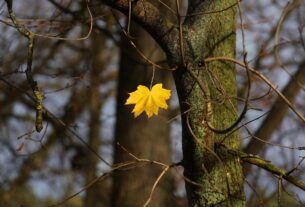 A irrefreável queda demográfica da Rússia