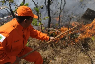 Área queimada da Amazônia em 2024 foi maior do que totalidade da Bélgica