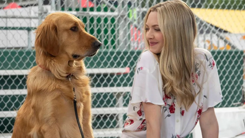 Filmes incríveis para assistir com seu cachorro