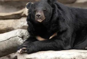 Homem de 70 anos é decapitado após ataque de urso no Japão