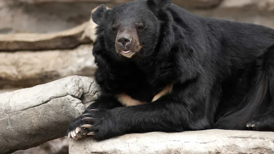 Homem de 70 anos é decapitado após ataque de urso no Japão