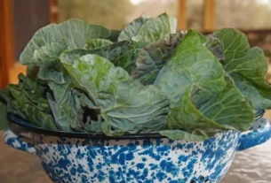 Idosos intoxicados com 'falsa couve' em MG recebem alta após 13 dias