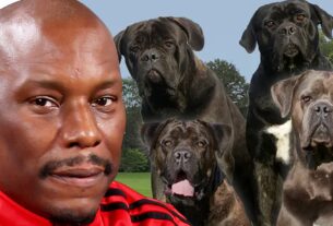 Policiais não sabem onde estão seus cães assassinos