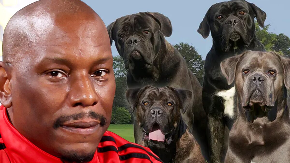 Policiais não sabem onde estão seus cães assassinos